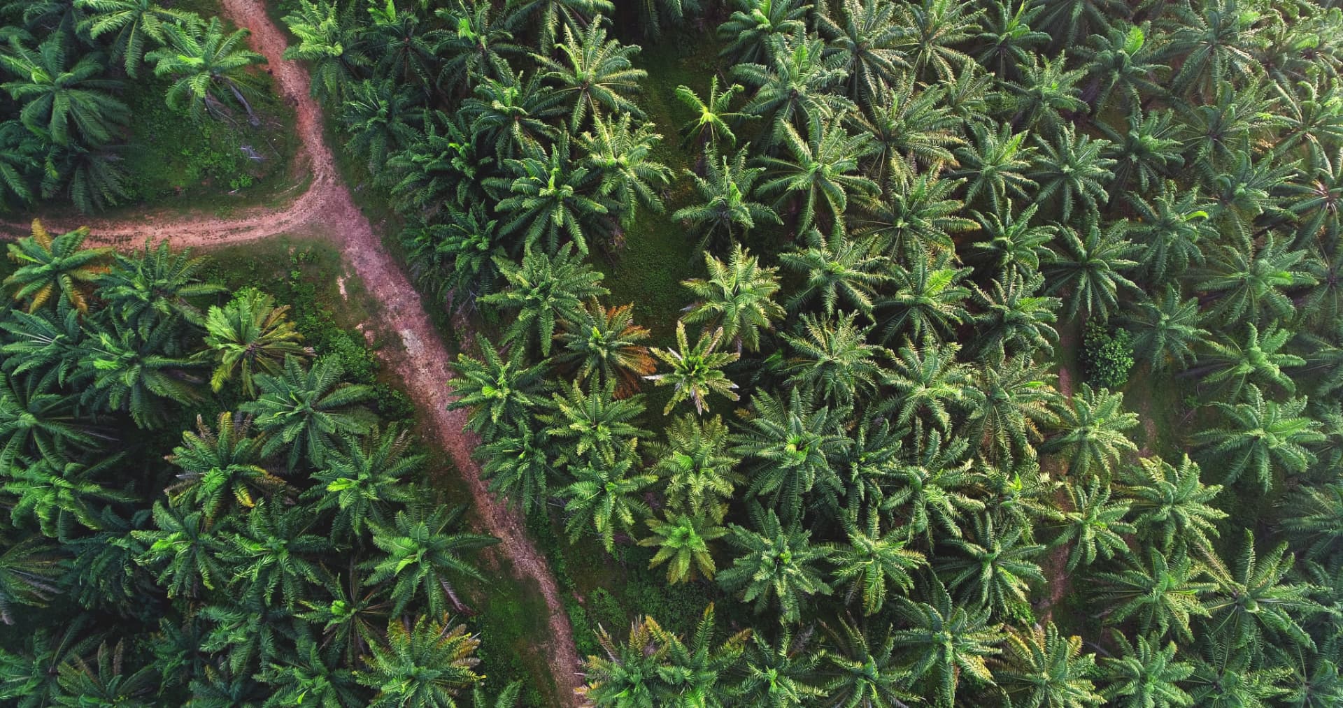 Palm oil plantation aerial
